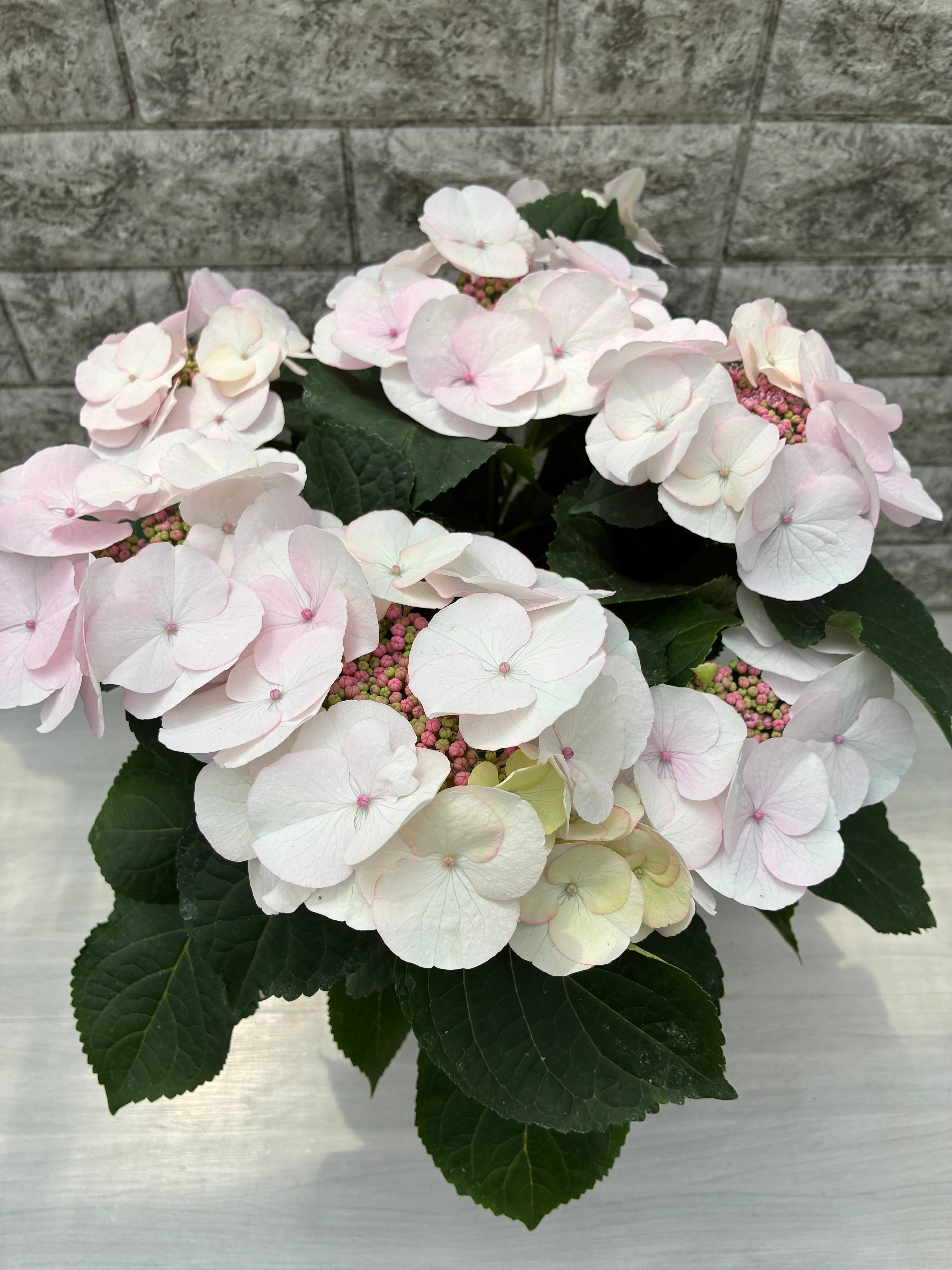 空色のしずく ピンク/あじさい6号鉢 | 三浦園芸