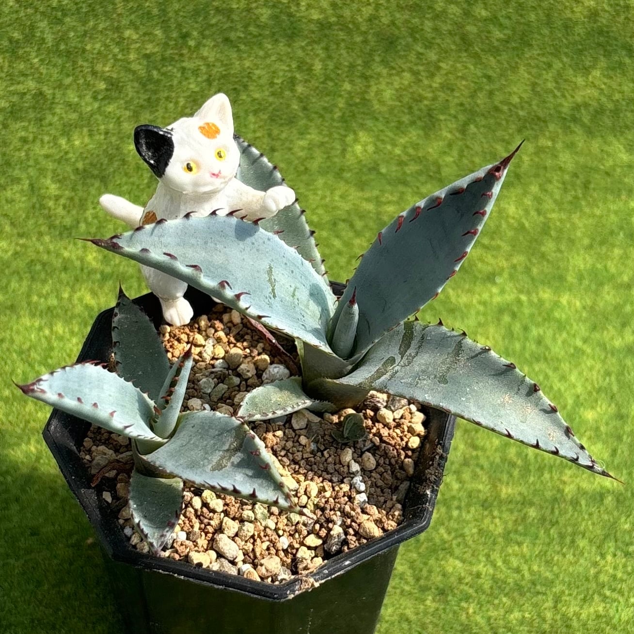 多肉植物 アエオニウム レア 孔雀白錦 美苗 #孔3 | PAY ID