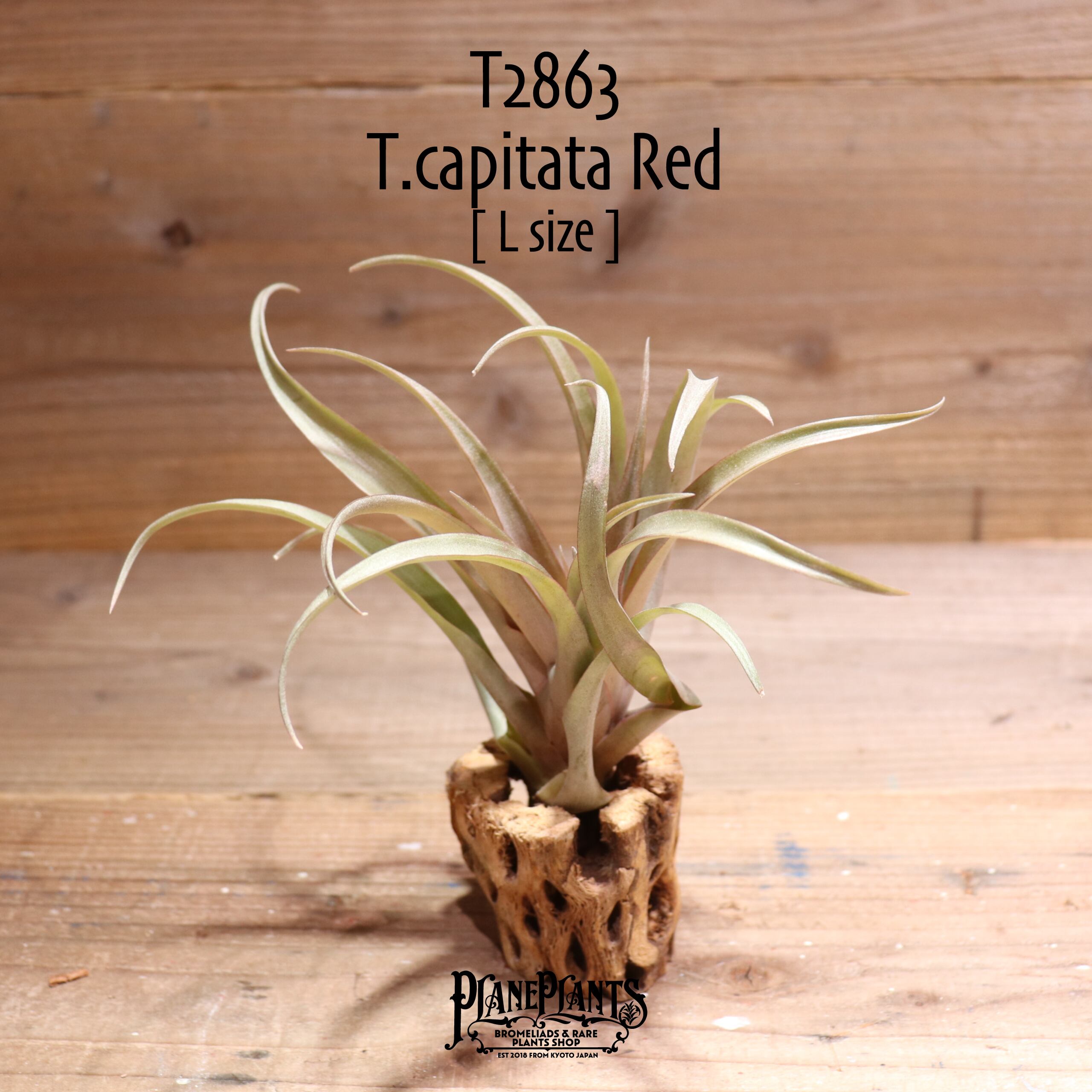 【送料無料】capitata Red L〔エアプランツ〕現品発送T2863