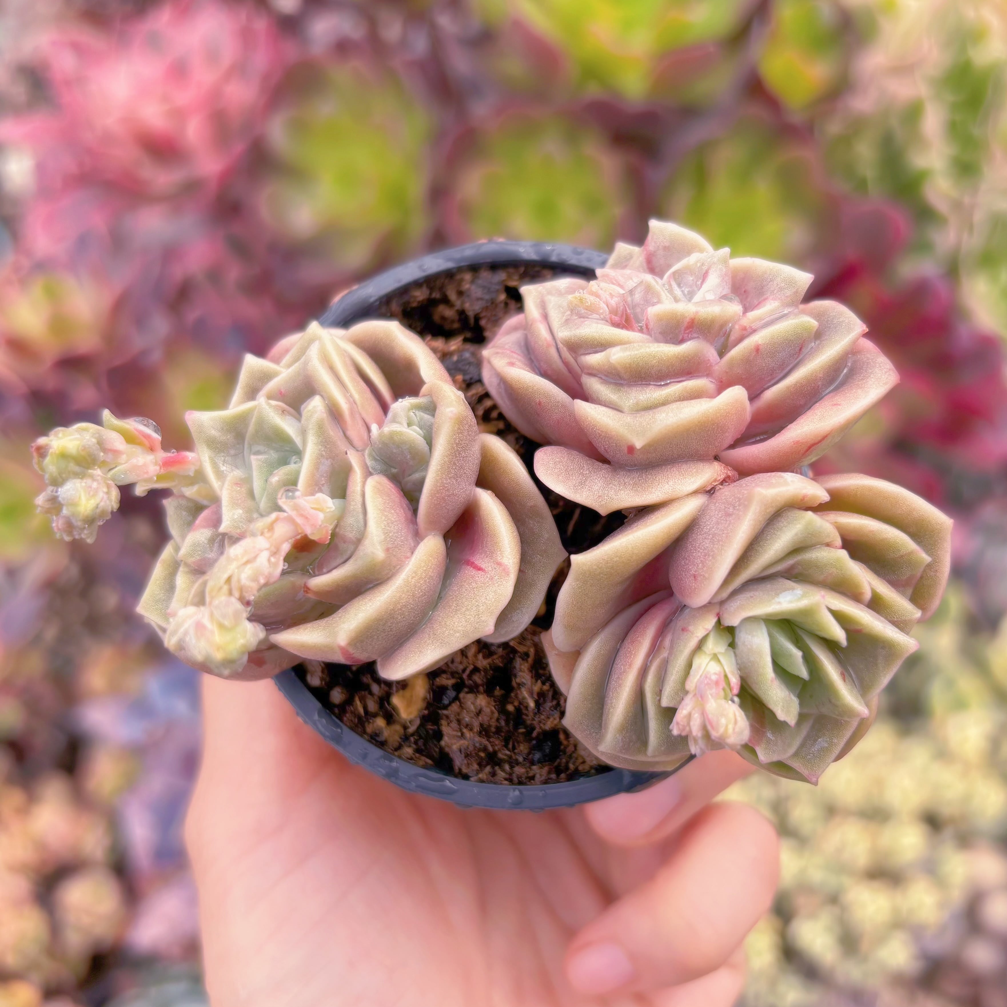 現品　ラブリーローズ錦(赤斑)#554　群生　るる農園