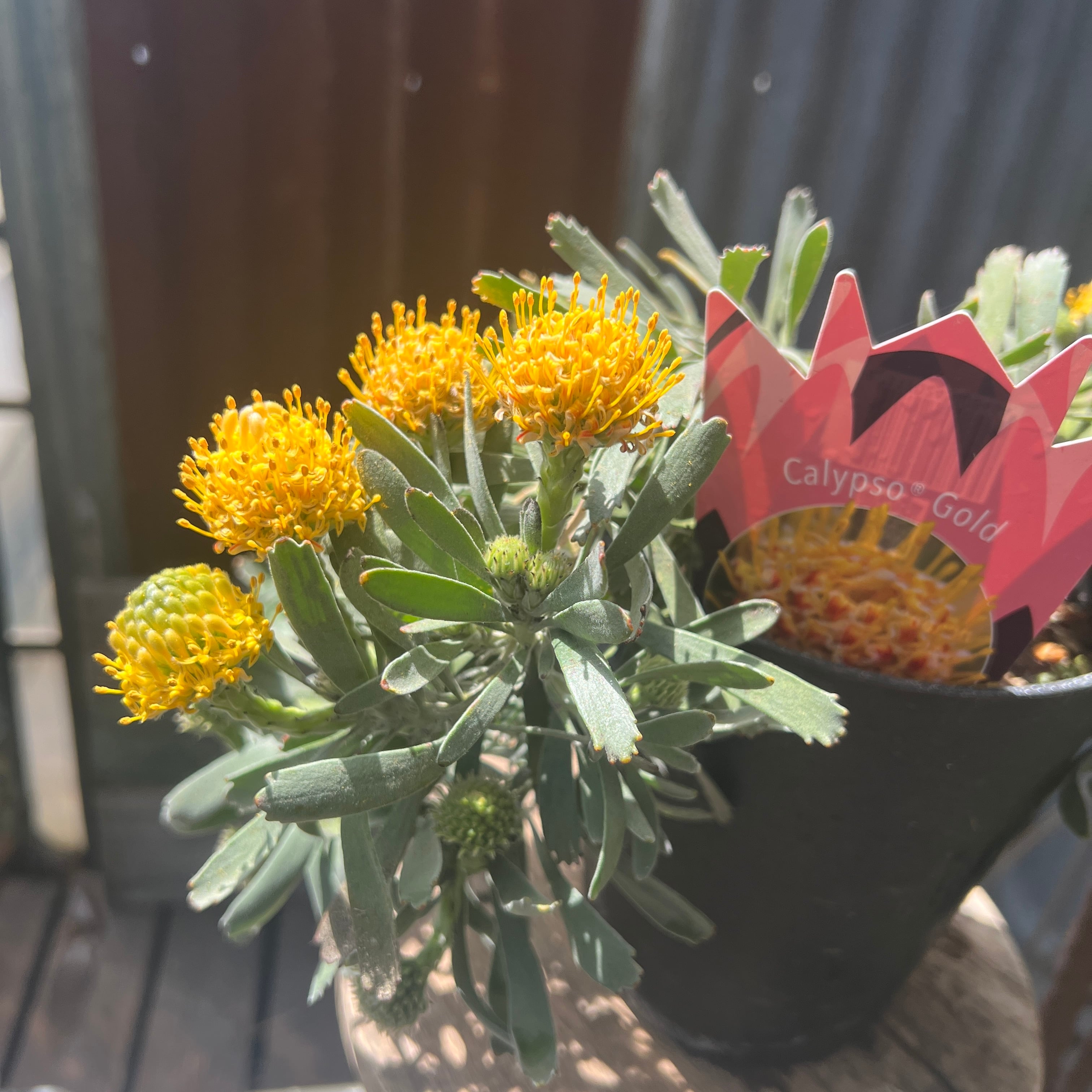 リューコスペルマム　カリプソゴールド　極太 リューコスペルマム：カリプソゴールド 5号 の通販 | 園芸ネット