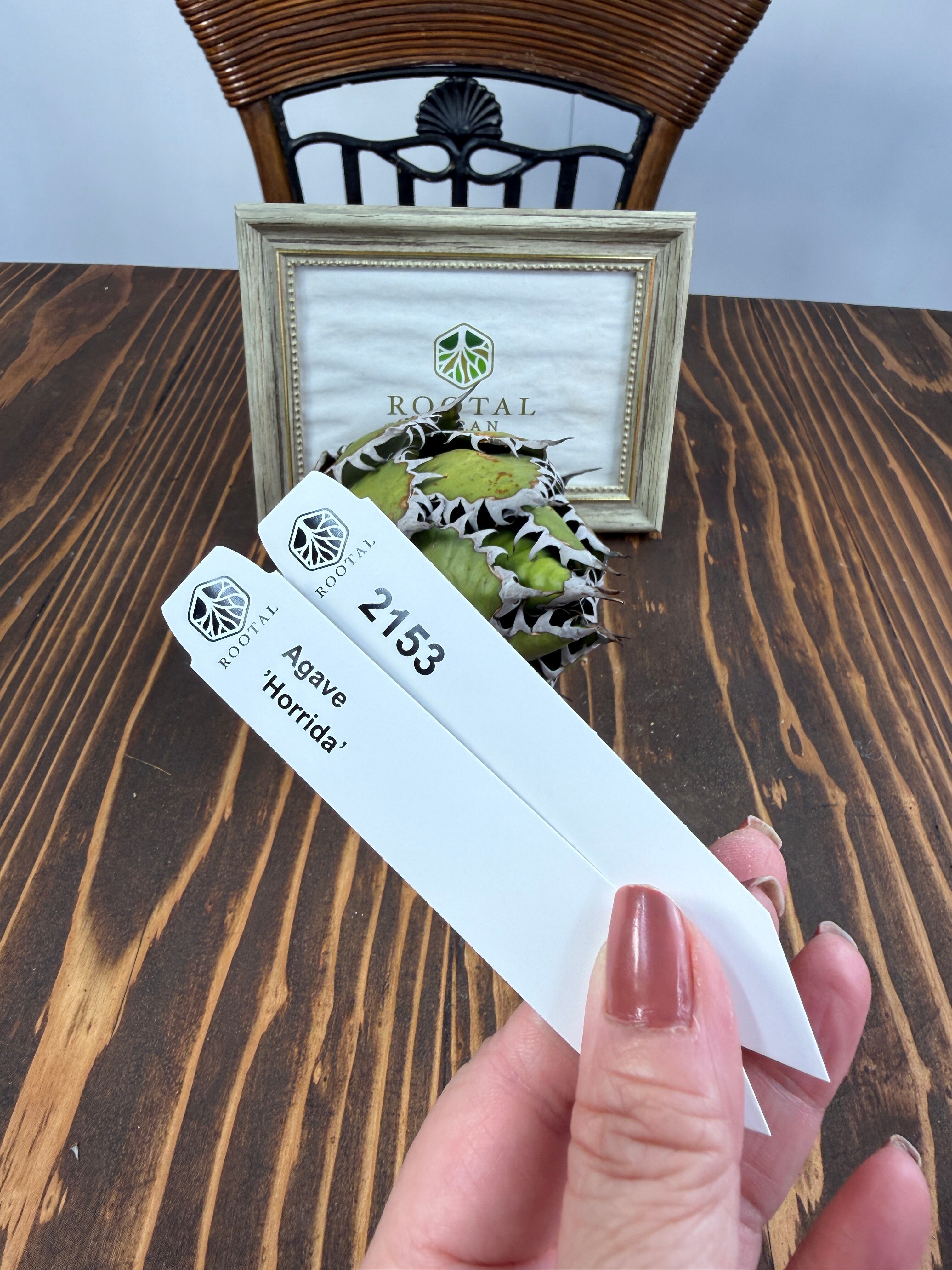 ★2153 アガベ ホリダ ベアルート株