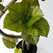 ウンベラータ曲がり 150㎝［人工観葉植物・フェイクグリーンT］