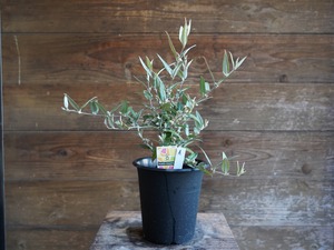 【現物】ガストロロビウム セリセウム ”レッドスター”　A