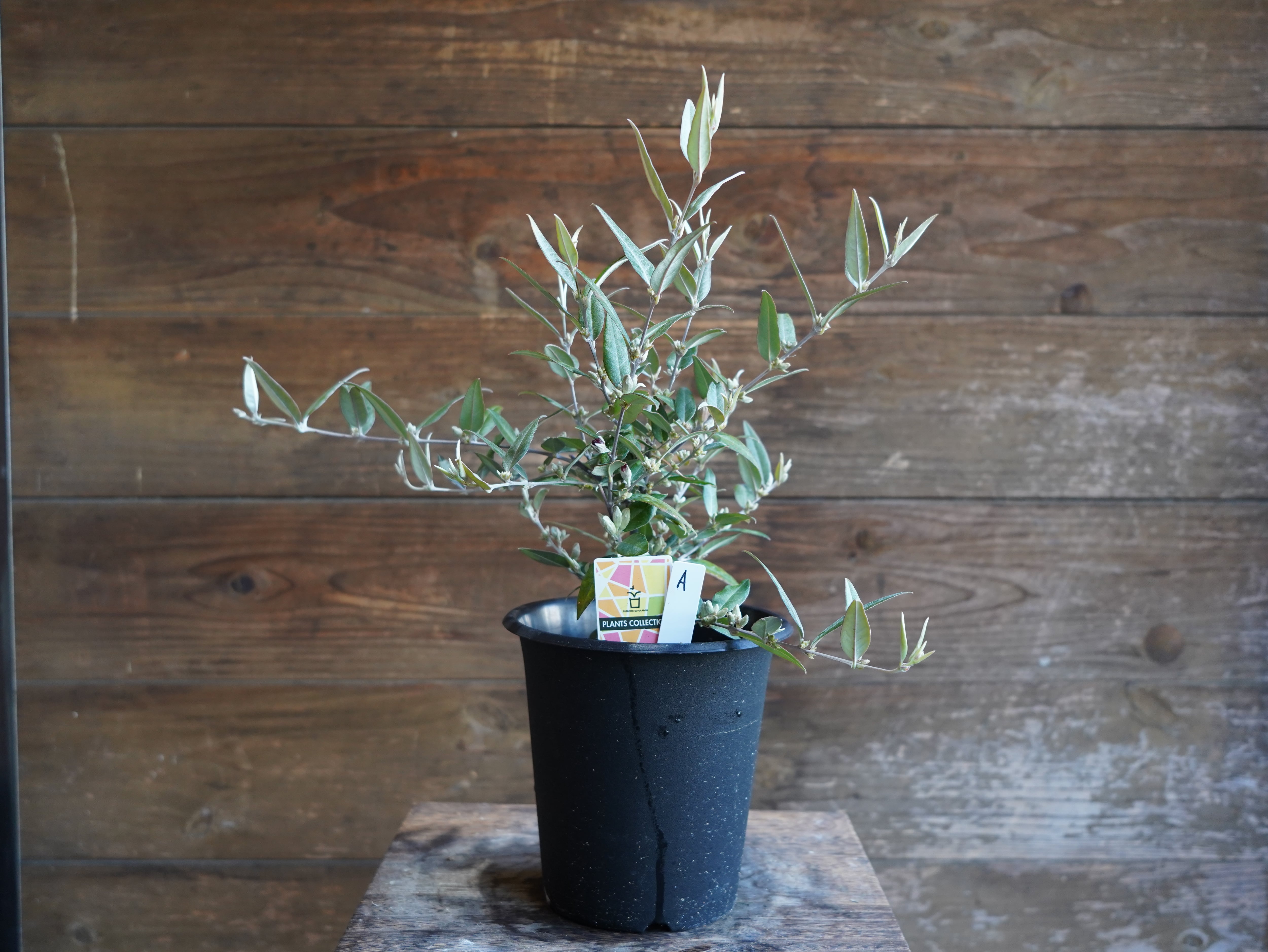 【現物】ガストロロビウム セリセウム ”レッドスター”　A