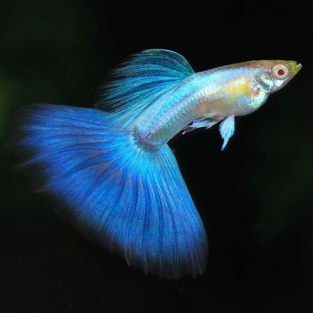 【現物】上物RREAラズリーネオンタキシードリボン　1カルテット＋おまけ若魚1ペア