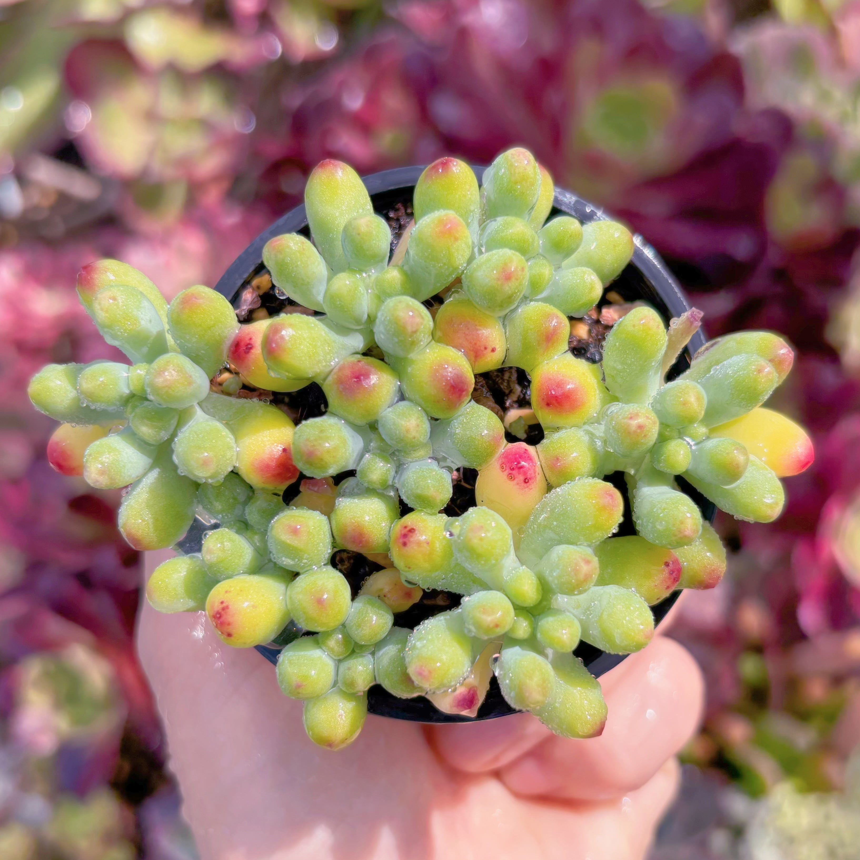 現品　ベリー果#543　残りわずか　るる農園