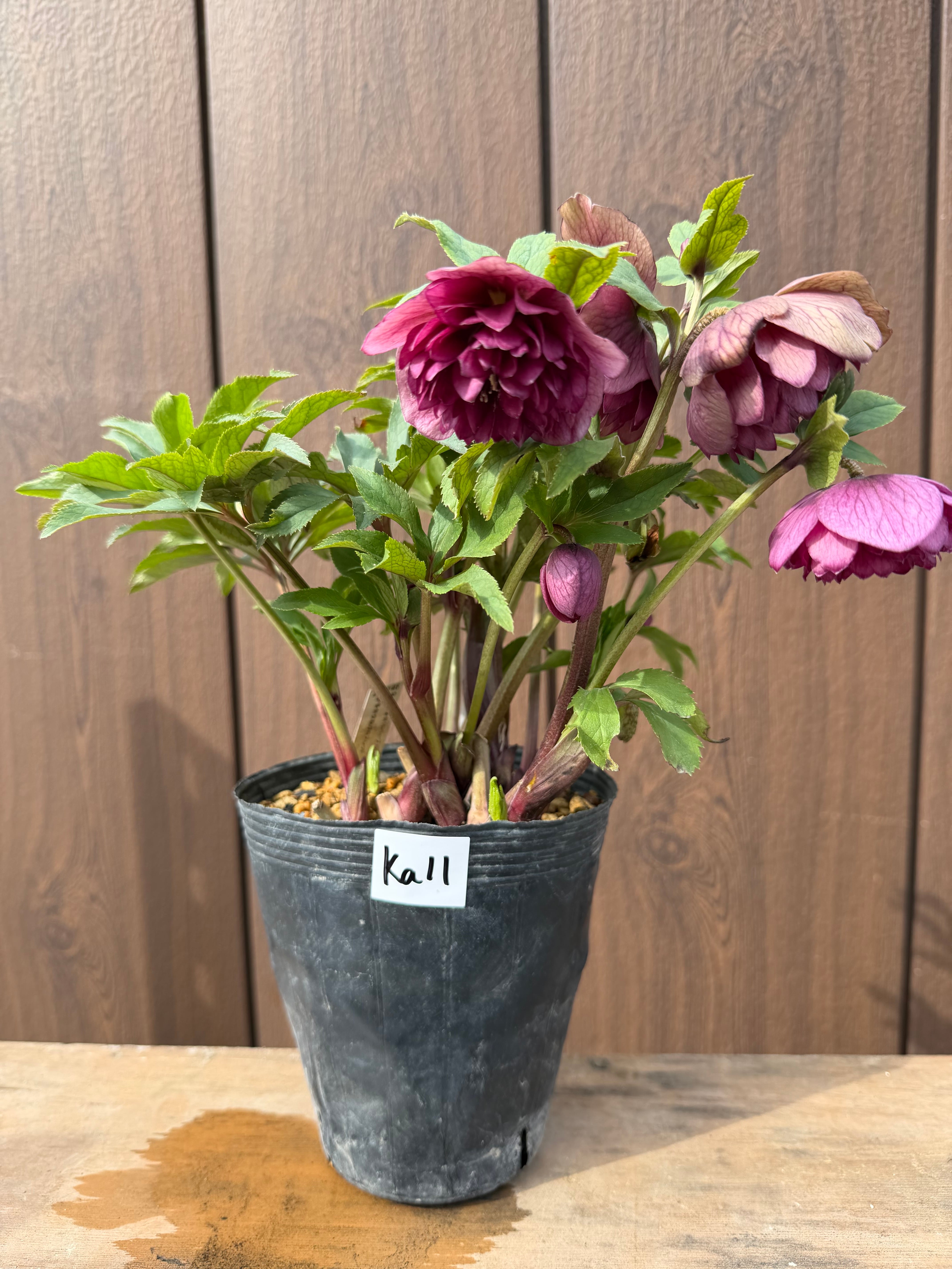 グロッシー☆シャガール 加藤農園 クリスマスローズ【Ka11】送料無料