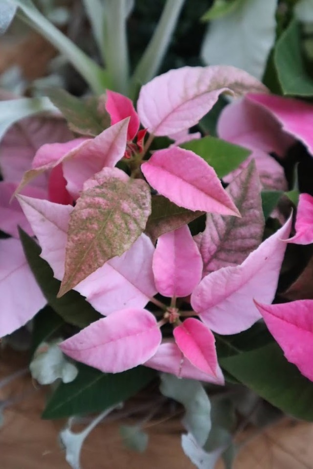 寄せ植え　３色のプリンセチア＆エンジェルウイングス＆ブラキカムの寄せ植え