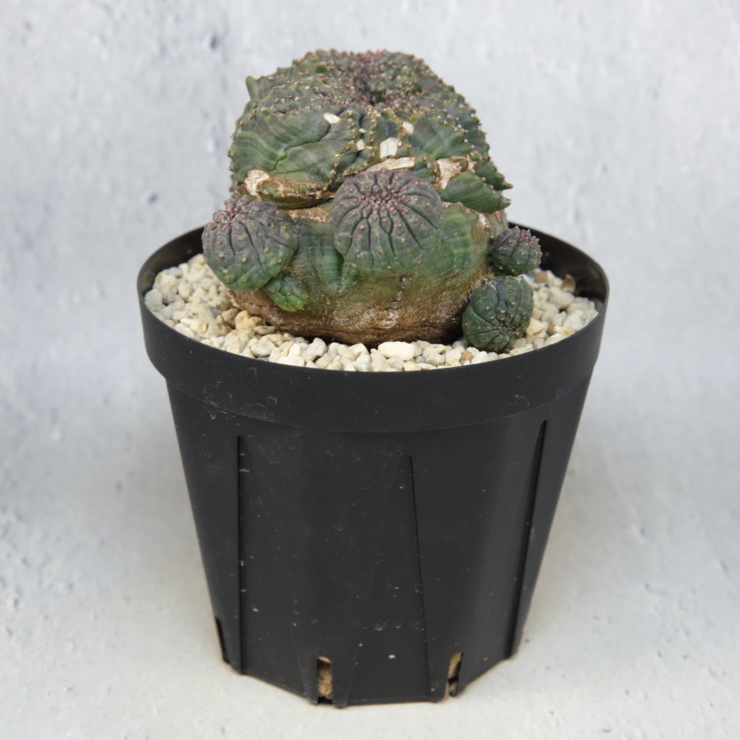 超厳選株】大株 最大幅約9.6cm 仔吹き 円扇綴化 オベサ