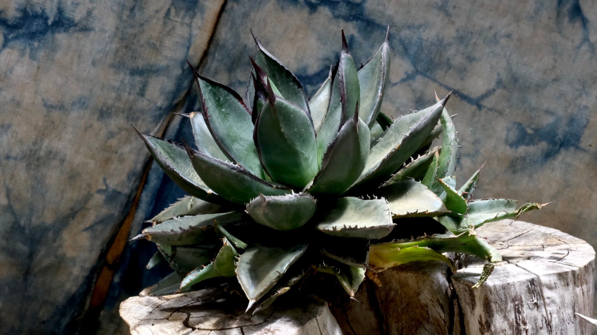 Agave Wabi hybrid 笹の雪x甲蟹（子株）ф9cm | wabi
