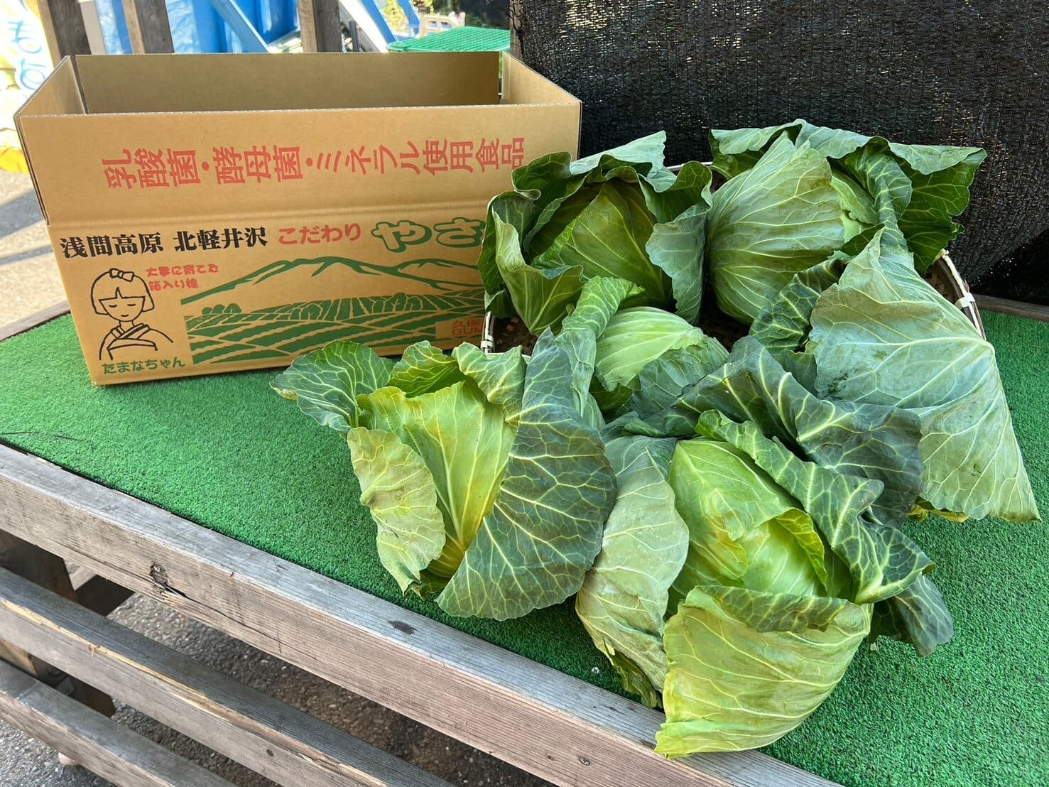 麗峰419キャベツ〜6個セット〜 | 久保さんちの新鮮野菜直売所