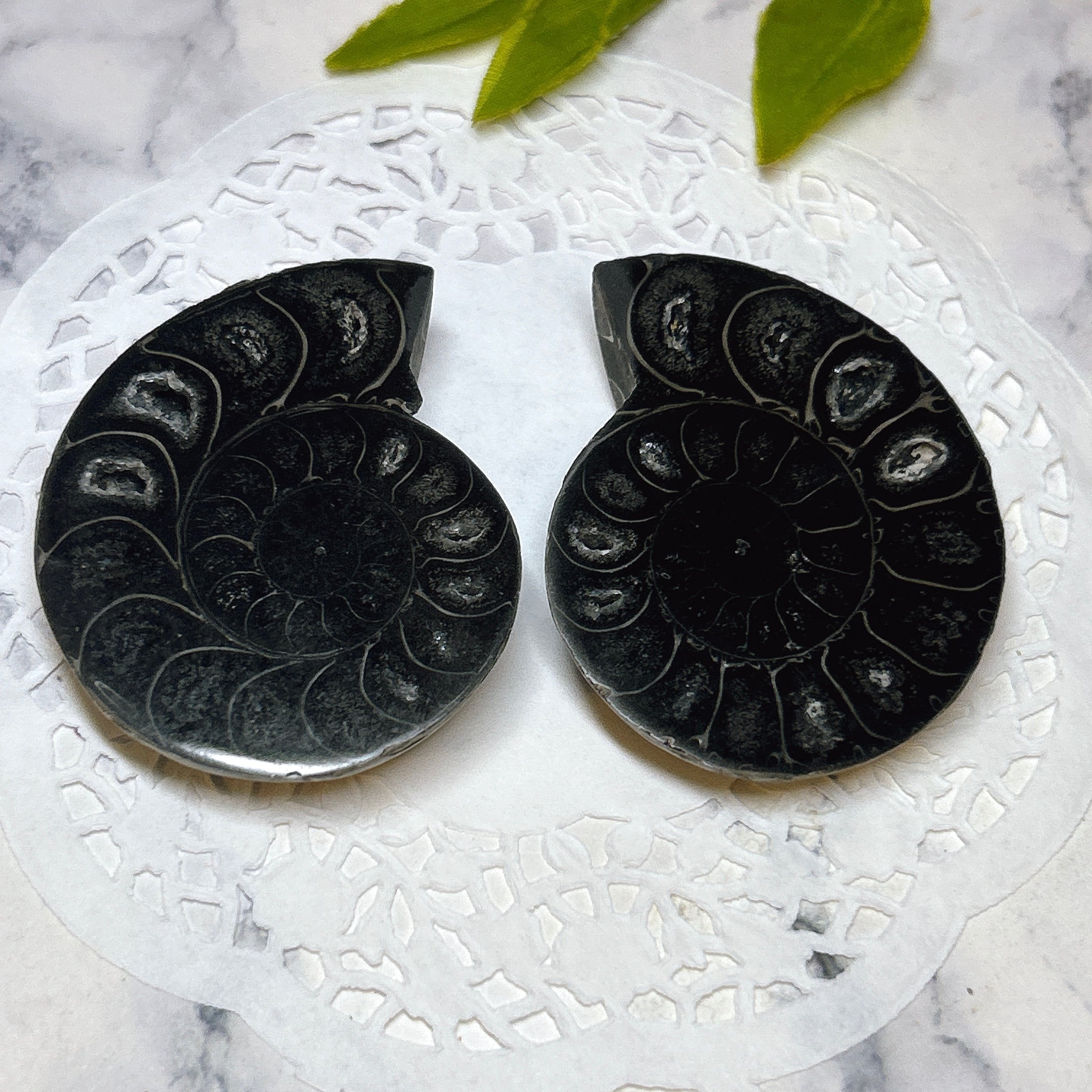 化石]アンモナイト（菊石） | クリスタル・ワールド御徒町店