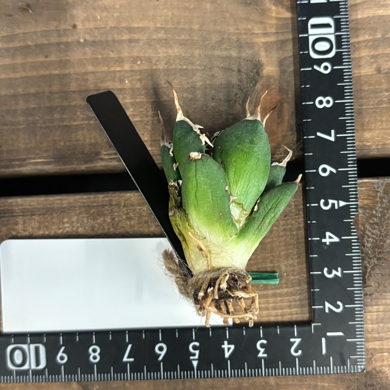 アガベ チタノタ ノヴァ【819】