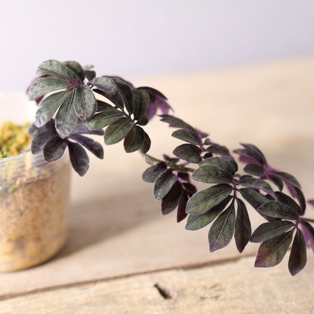 401 美しい紫葉『ソラナム ウレアナム』観葉植物 【送料無料】 | MARX