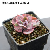 カット苗 ビヨンセ虹錦 Echeveria 'Beyonce'