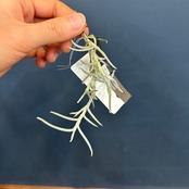 チランジア　モリス【139】