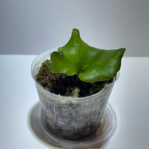 Platycerium 'Kitshakood'×ridleyi ビカクシダ・キッチャクード × リドレイ