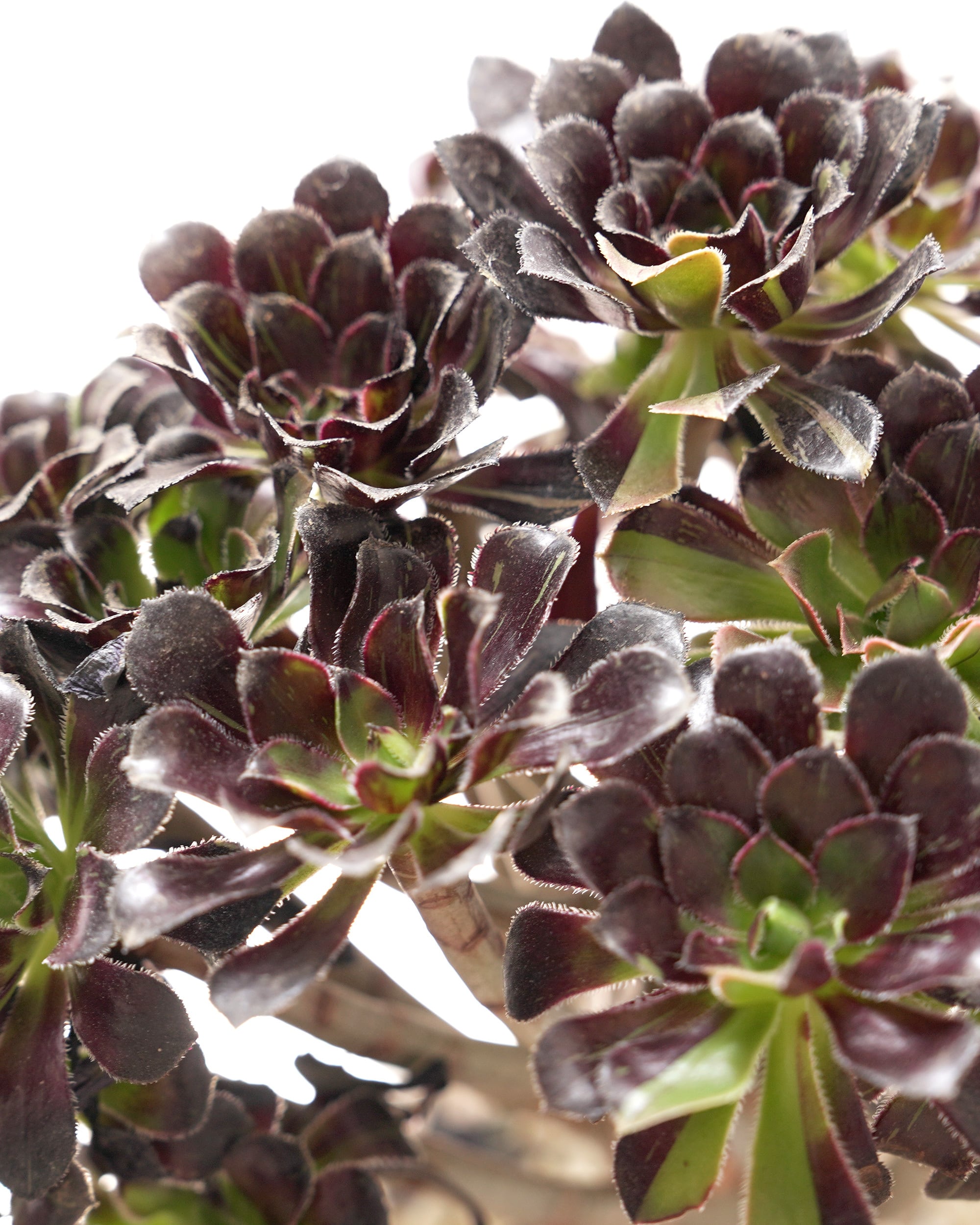 アエオニウム | PUKUBOOK SUCCULENTS