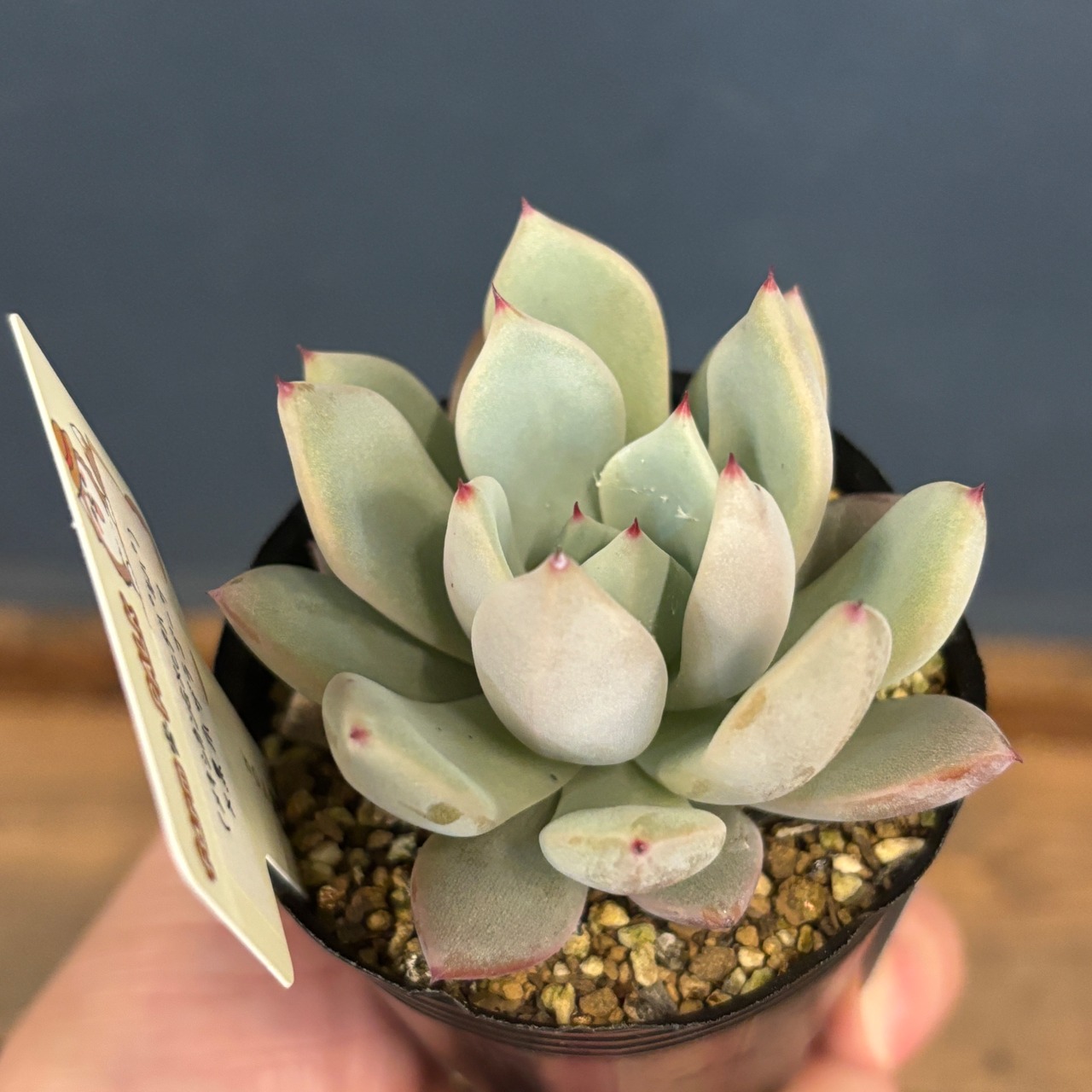 farmPALKさん苗 エケベリア (メキシカンG × cタパルパ) × 黒爪ザラゴーサ【775】