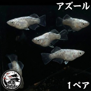 〖1ペア〗アズールダルマ　メダカ 成魚 1.5～２cm｜改良メダカ 人気品種 光体型