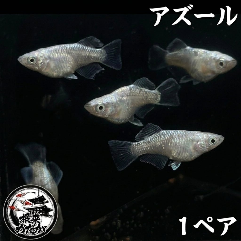 〖1ペア〗アズールダルマ　メダカ 成魚 1.5～２cm｜改良メダカ 人気品種 光体型
