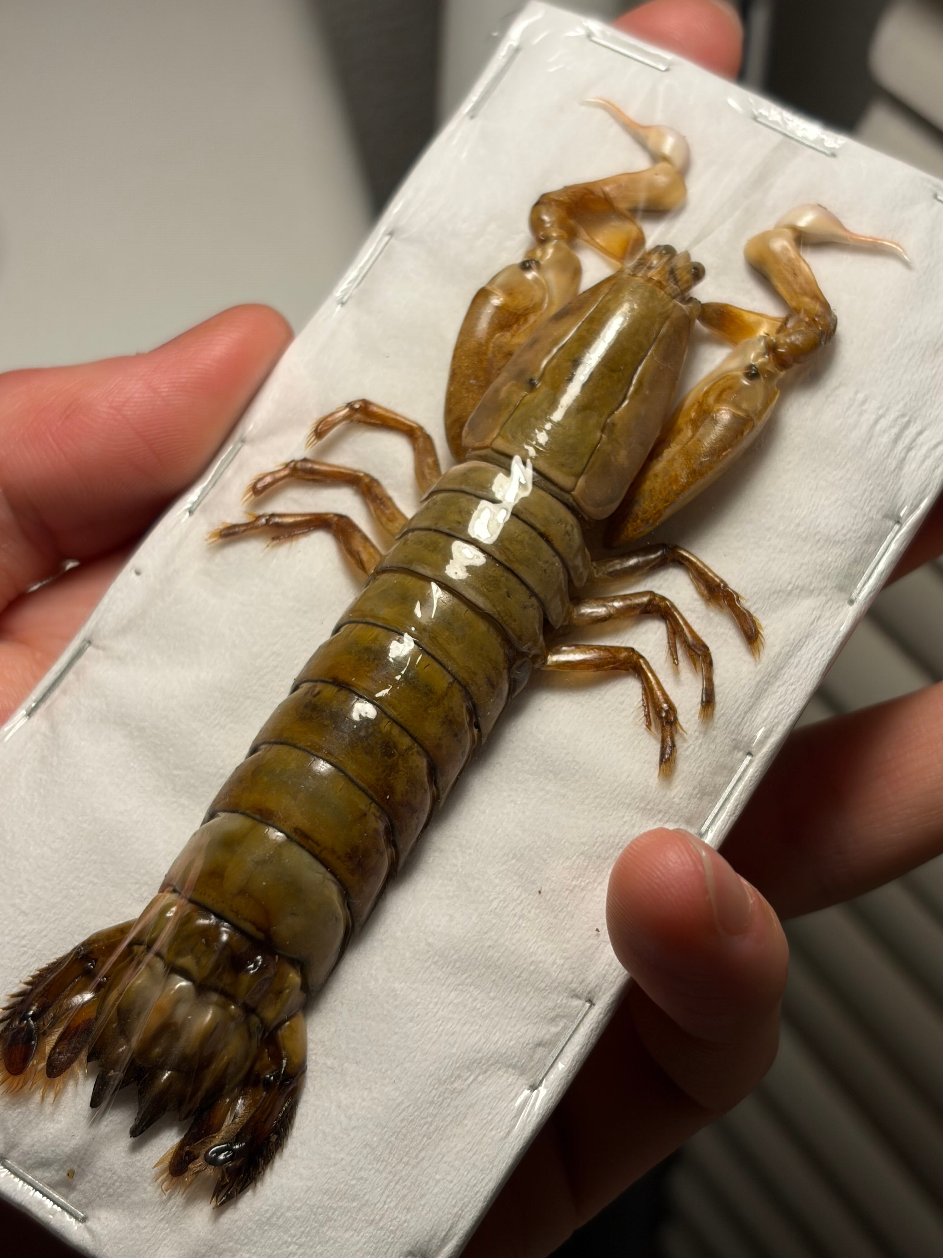 シャコの一種 標本 蟹カニガニ甲殻類エビ蝦蛄タランチュラワラジムシ