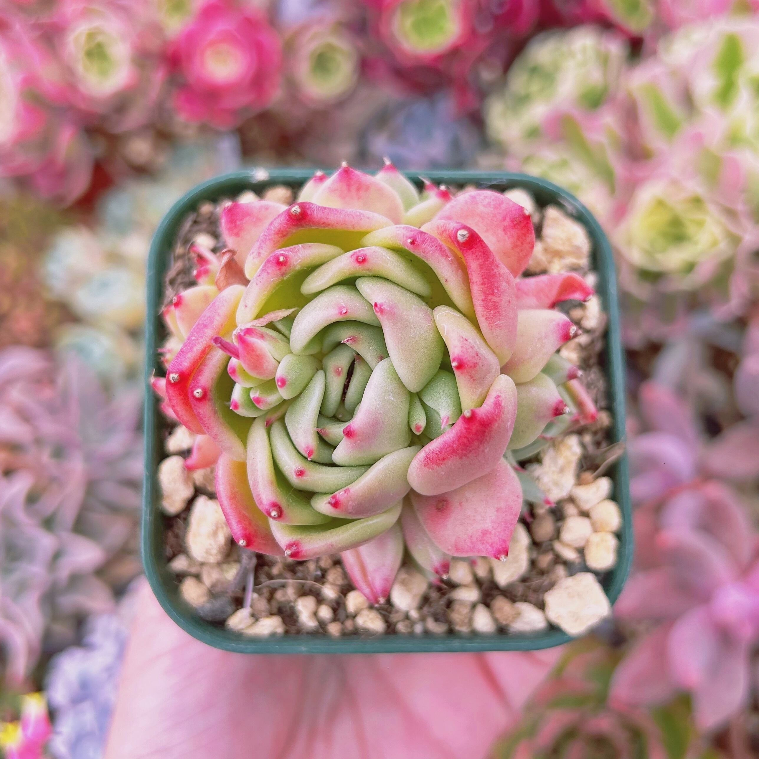 #1120現物　多肉植物　グリーンハート　抜き苗