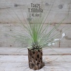 【送料無料】filifolia XL〔エアプランツ〕現品発送T2475