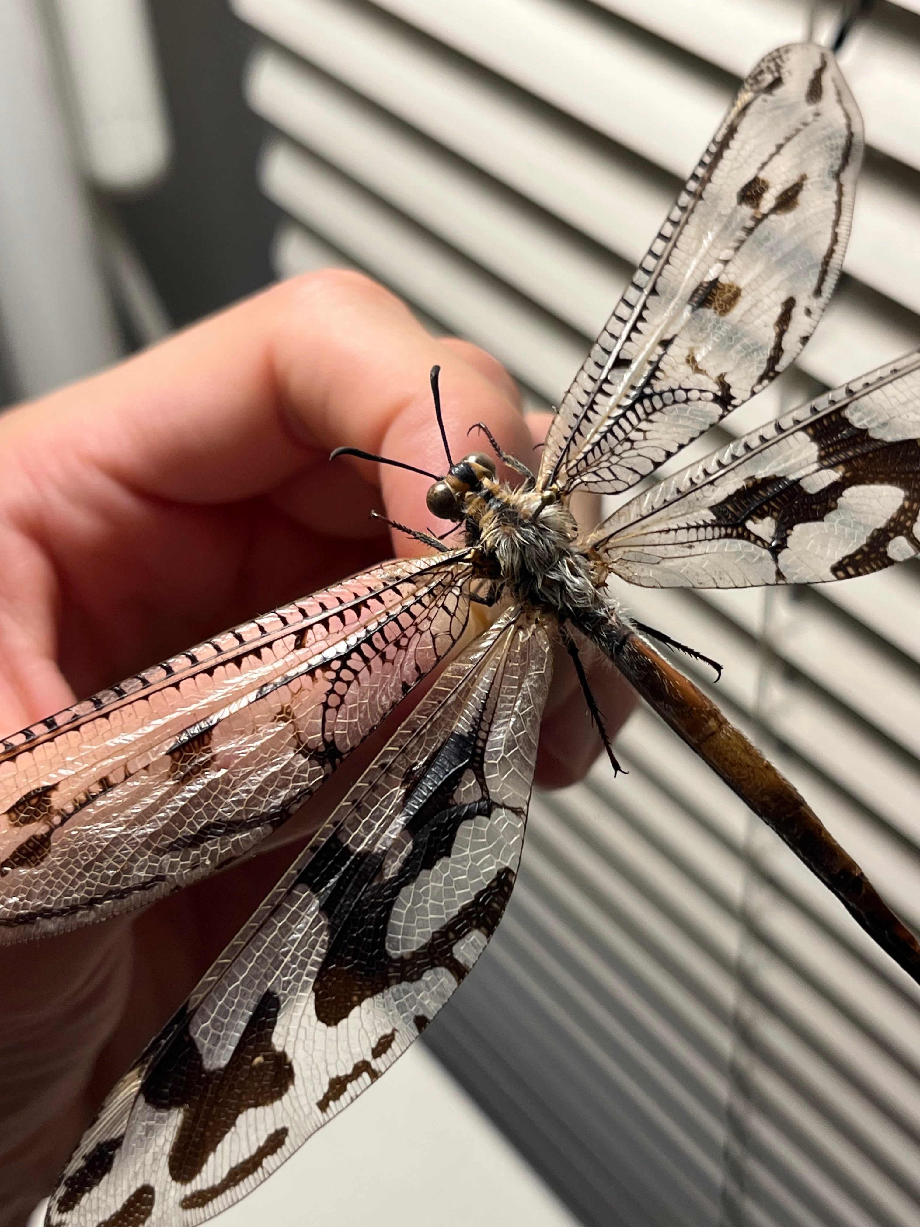 【蜻蛉最大種】Palpares sp.アミメカゲロウウスバカゲロウトンボゼミセミ 蜻蛉最大種】Palpares sp.アミメカゲロウウスバカゲロウトンボゼミセミ