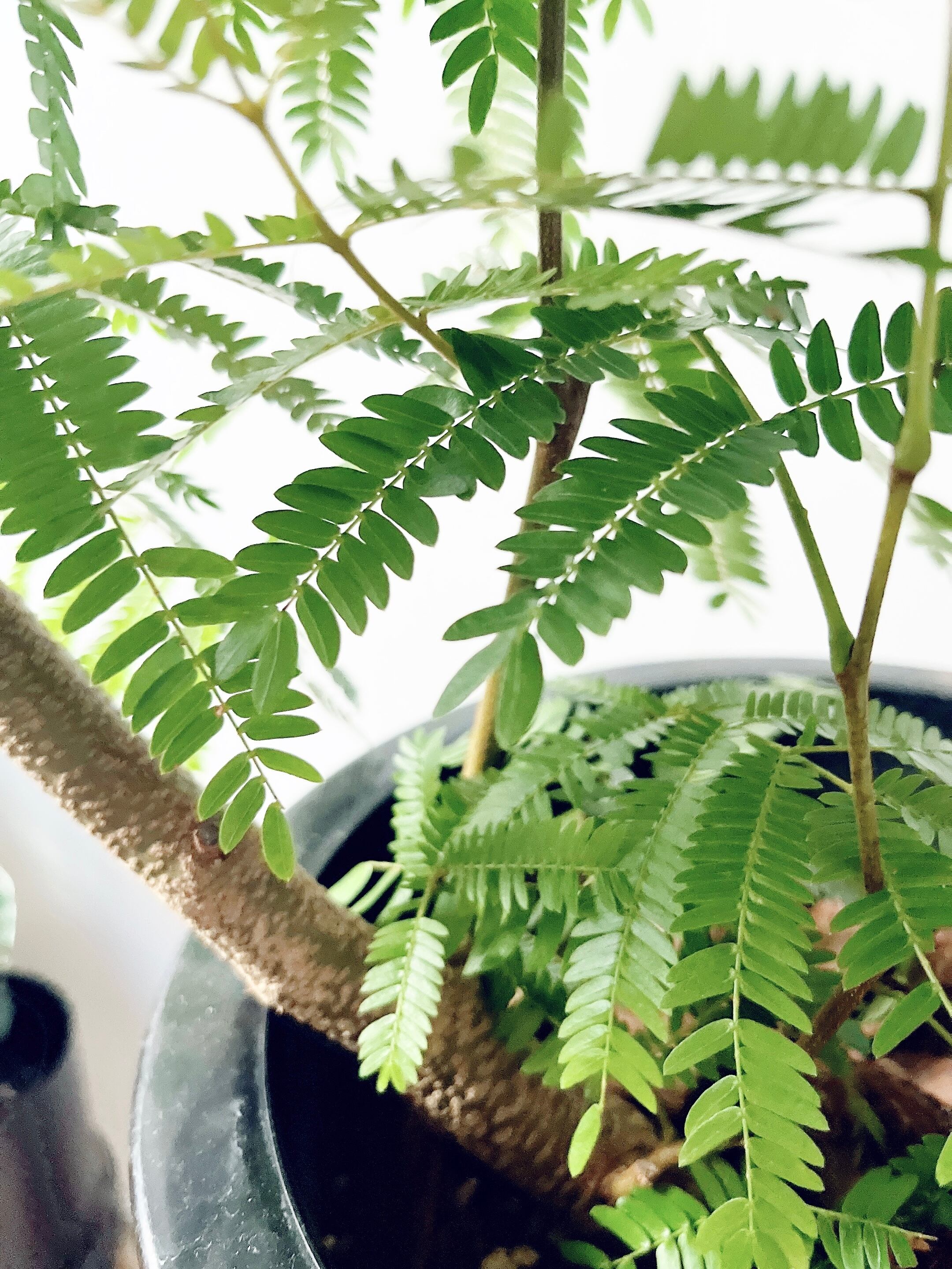 エバーフレッシュ 曲がり 美樹形 陶器鉢 観葉植物 大型 calm cafe エバーフレッシュ 曲がり 美樹形 陶器鉢 観葉植物 大型 calm cafe