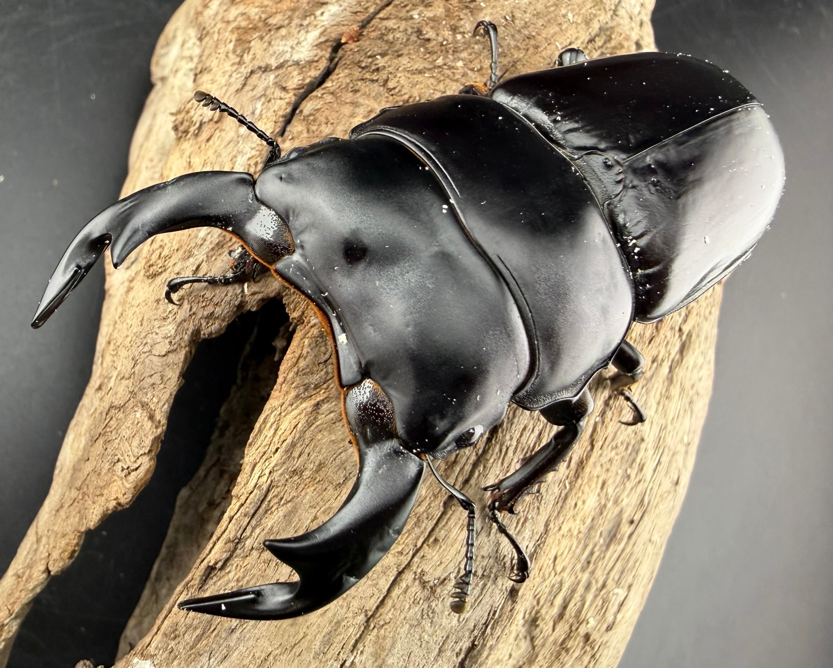 SR血統 オオクワガタ ♂84.5mm 能勢産 \u203b触角欠損あり・動き鈍め 