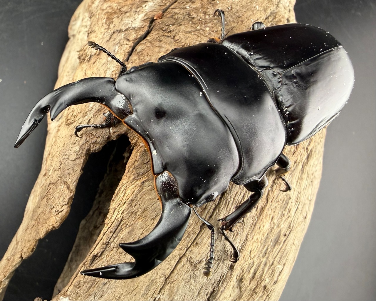 《ブータンアンタエウス シェムガン産 82mm ペア》