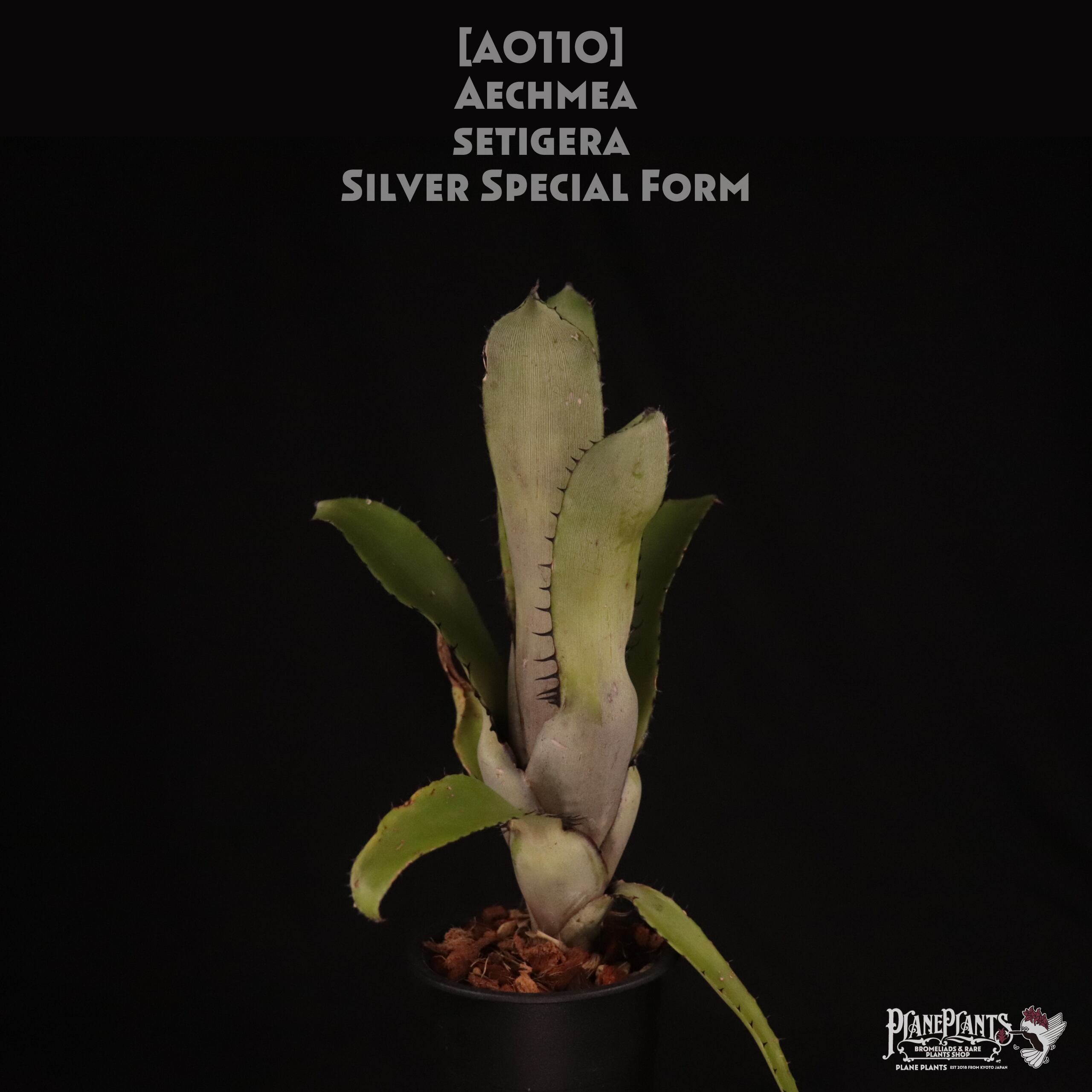 送料無料】Aechmea setigera Silver Special Form〔エクメア〕現品発送