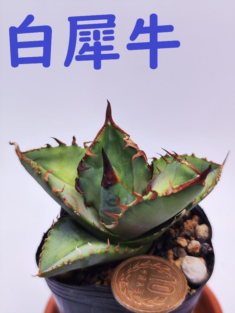 XJ10 白犀牛（アガベ チタノタ） | HM Plants