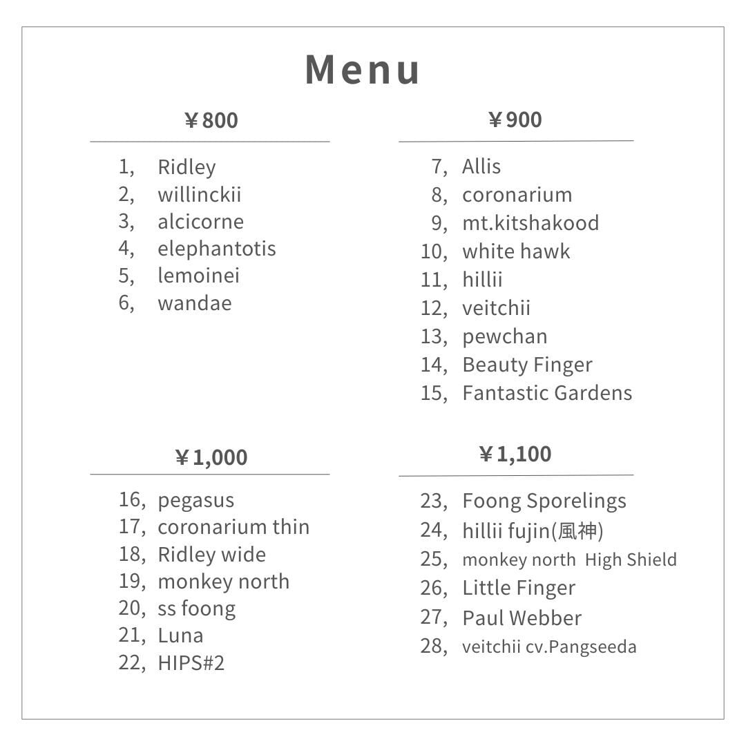 胞子] willinckii ウィリンキー ビカクシダ | PAY ID