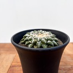 Ariocarpus kotschoubeyanus【アリオカルプス・黒牡丹】