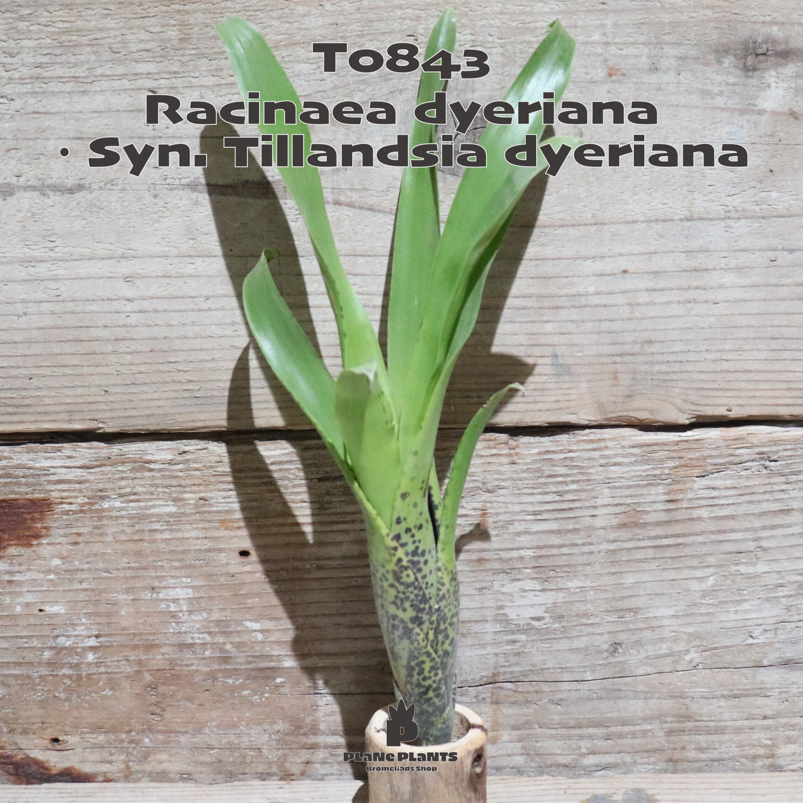 396e60f2c39a681e119199d3bc8408