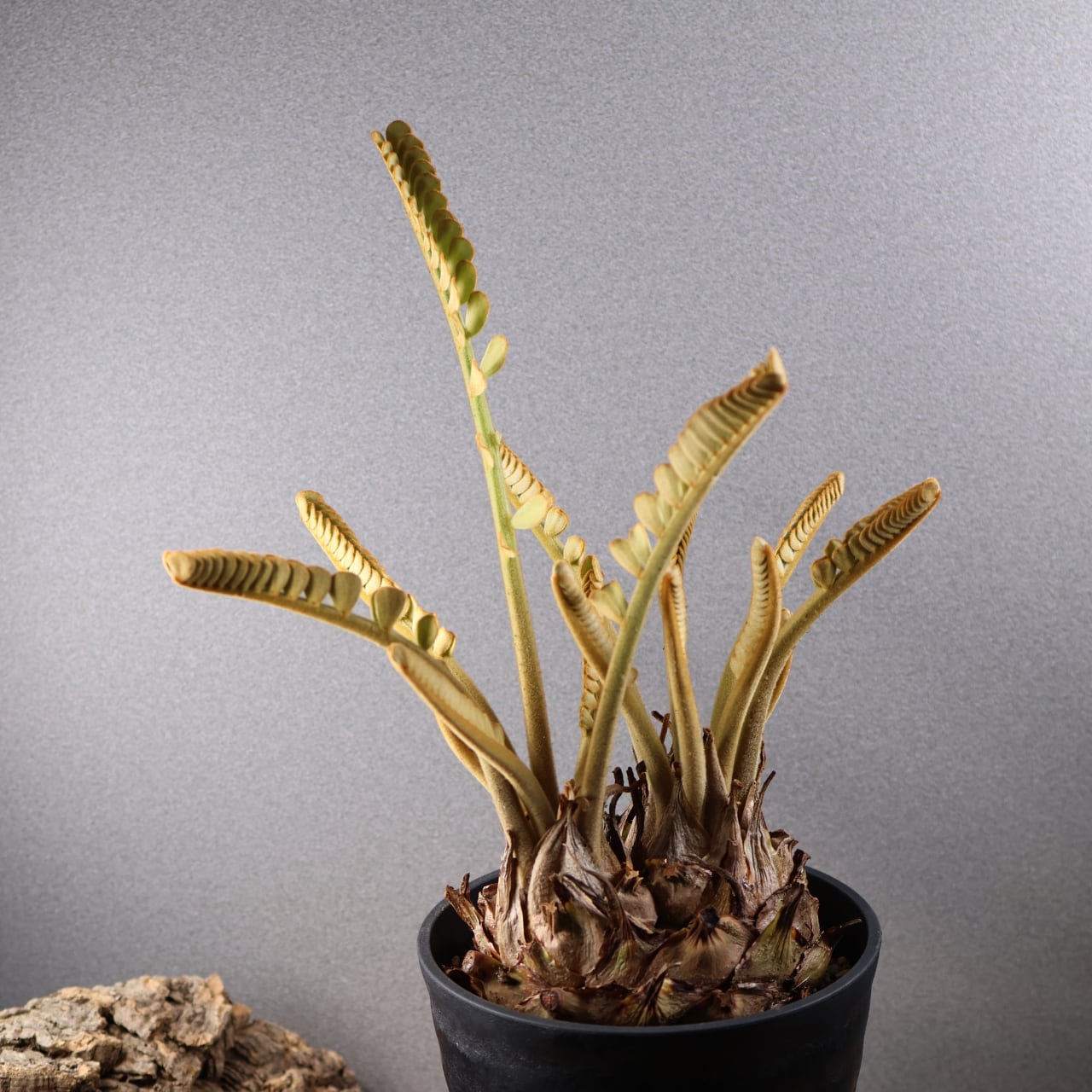 603『ビカクシダ ナノ Nano』 観葉植物【送料無料】 | MARX PLANTS