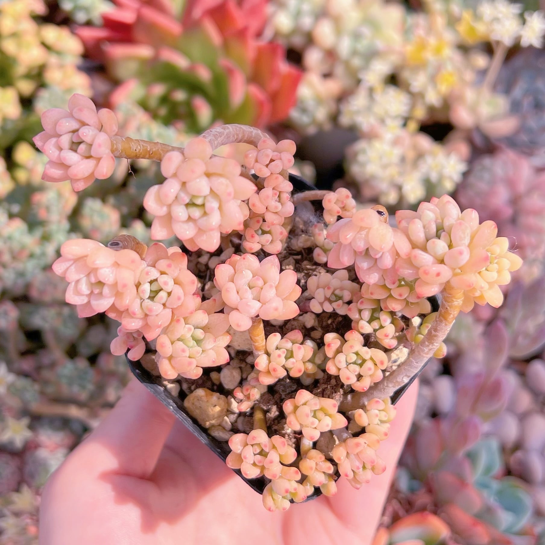 現品　ブルービーン錦#615　るる農園