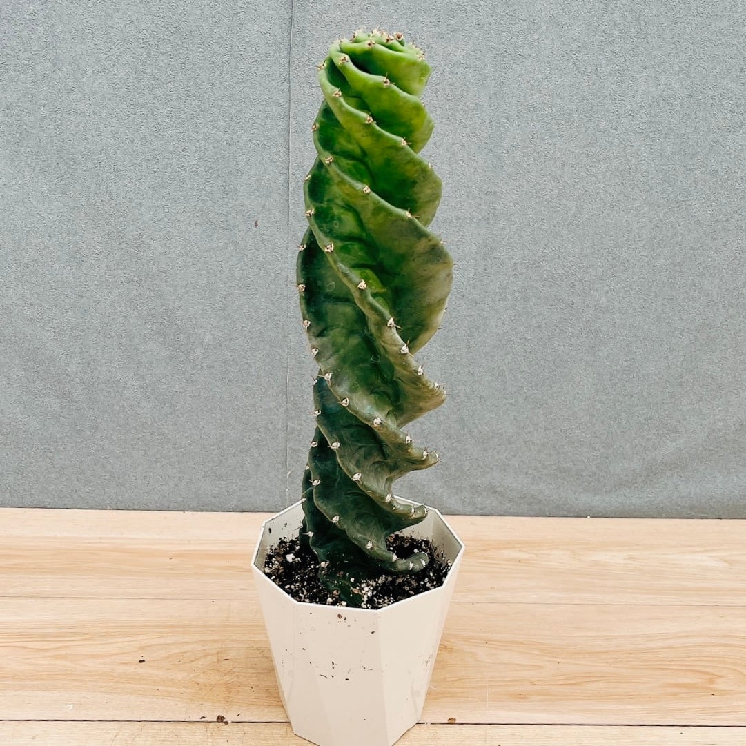 現品］【希少】A21 ボンバックス 3号 塊根植物 コーデックス 観葉植物