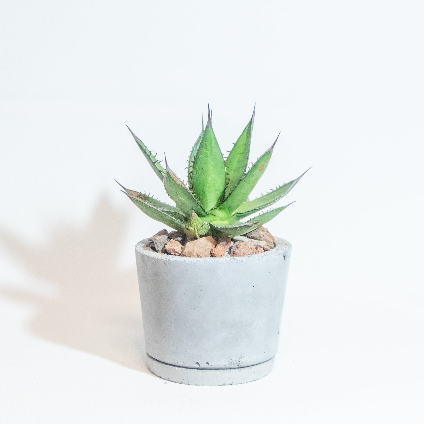 \送料無料/≪ レア植物 ≫室内管理もオッケーなアガベ・ホリダの鉢植え|シンプルでお部屋を選ばない手作りモルタル鉢