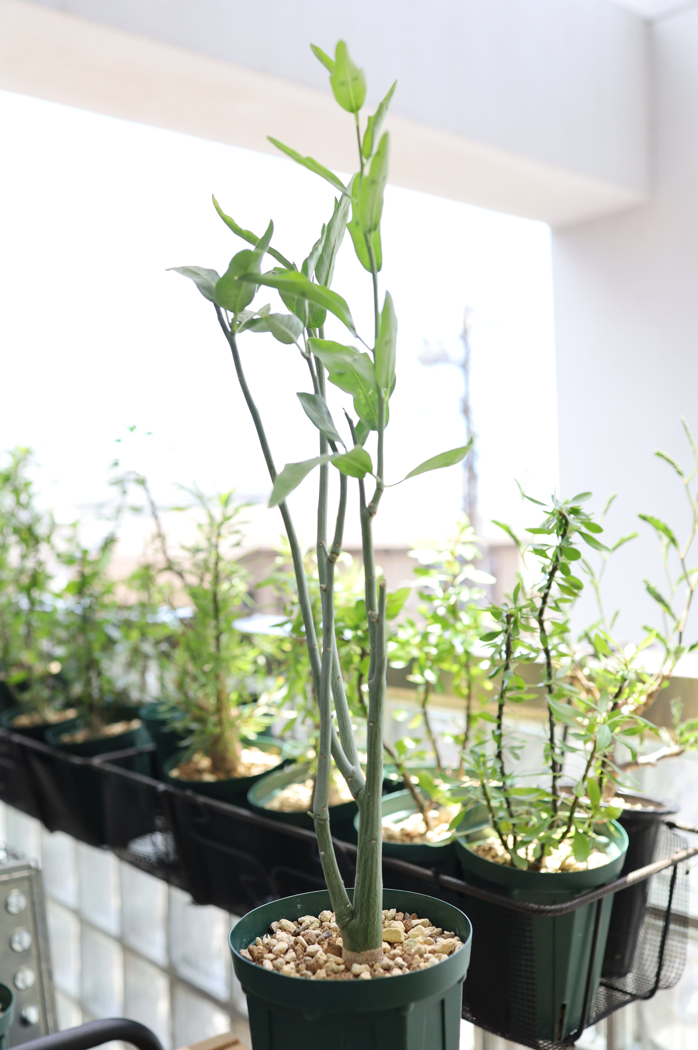 アデニア・ペチュエリー | adenia pechuelii _001 | SAVVY PLANTS