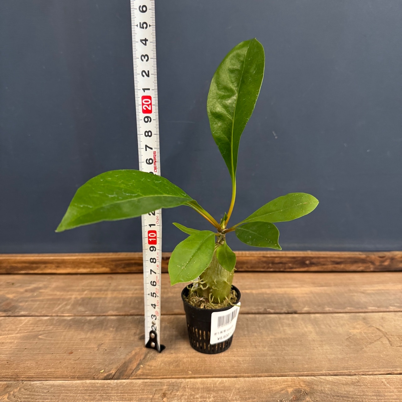 【伊藤蟻】Myrmecodia platytyrea (long clypeoli) Jayamura, Papua【259】