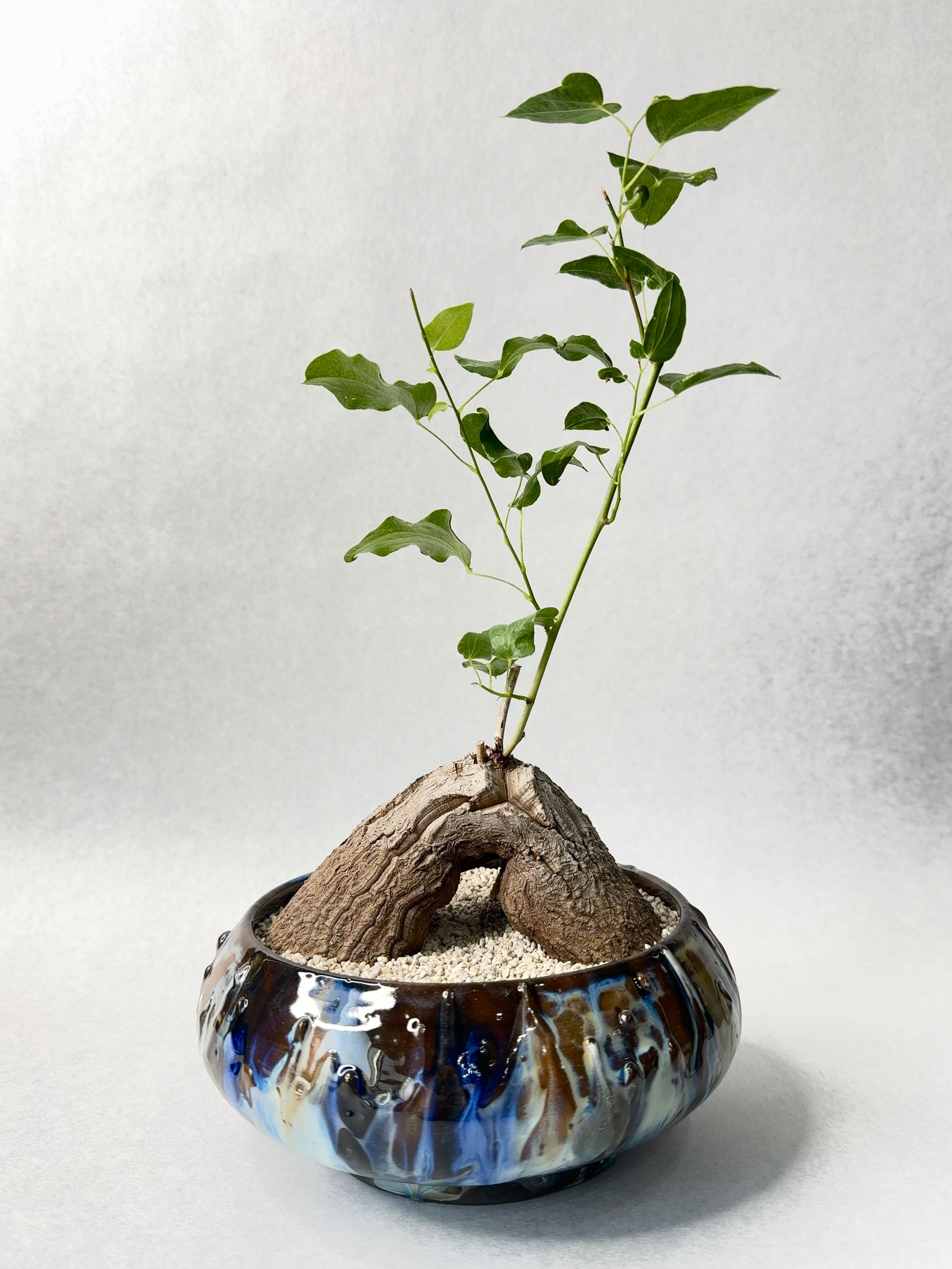 フォークイエリア・ファシクラータ | trigger