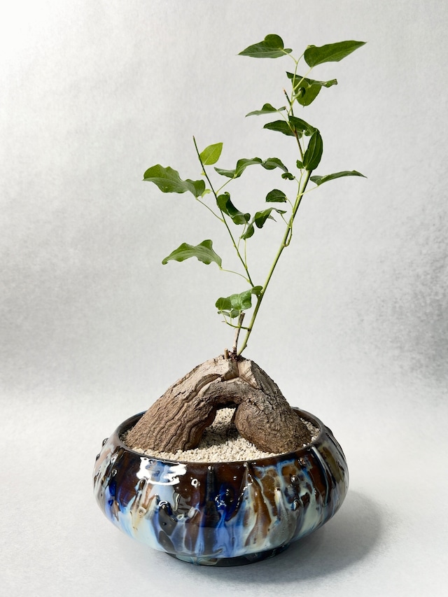 ディオスコレア・シルバチカ