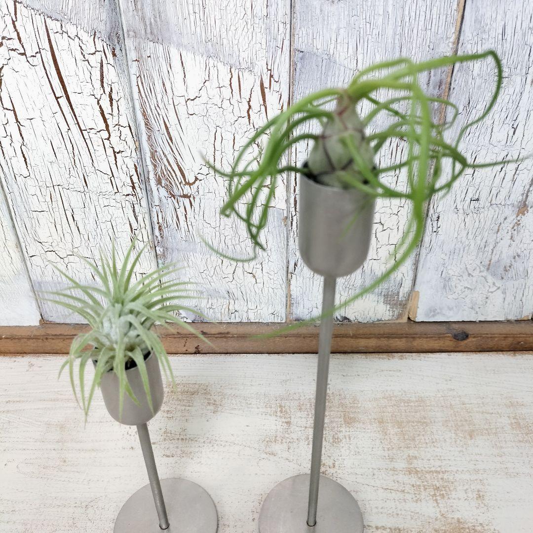 エアプランツ アイアンスタンド 観葉植物 | 陽華園