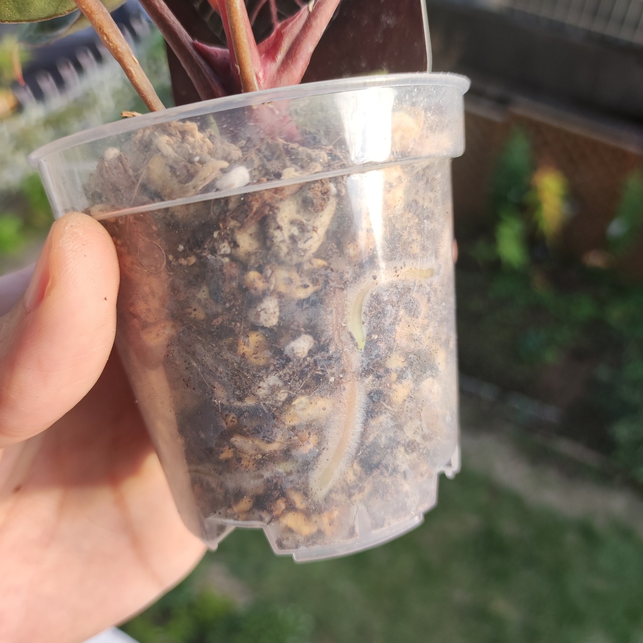 【希少】Anthurium 'Michelle' / アンスリウム・ミシェル / 観葉植物<育て方・花言葉>