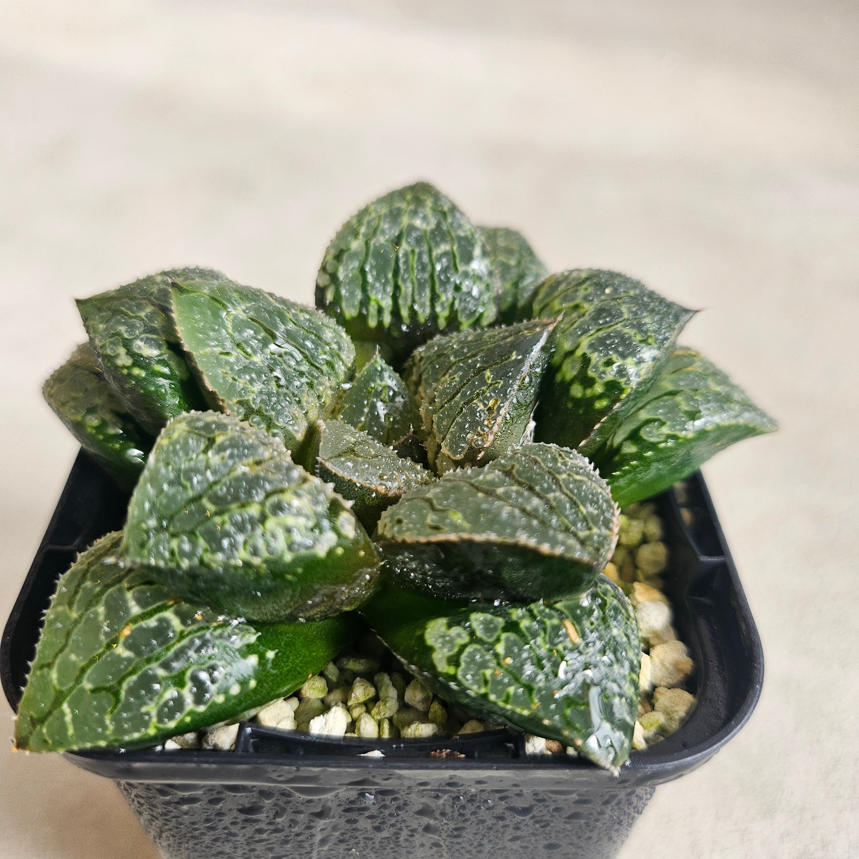 BOTANY CRAFT ハオルチア ツタンカーメン×老川黒コンプト ex monchi