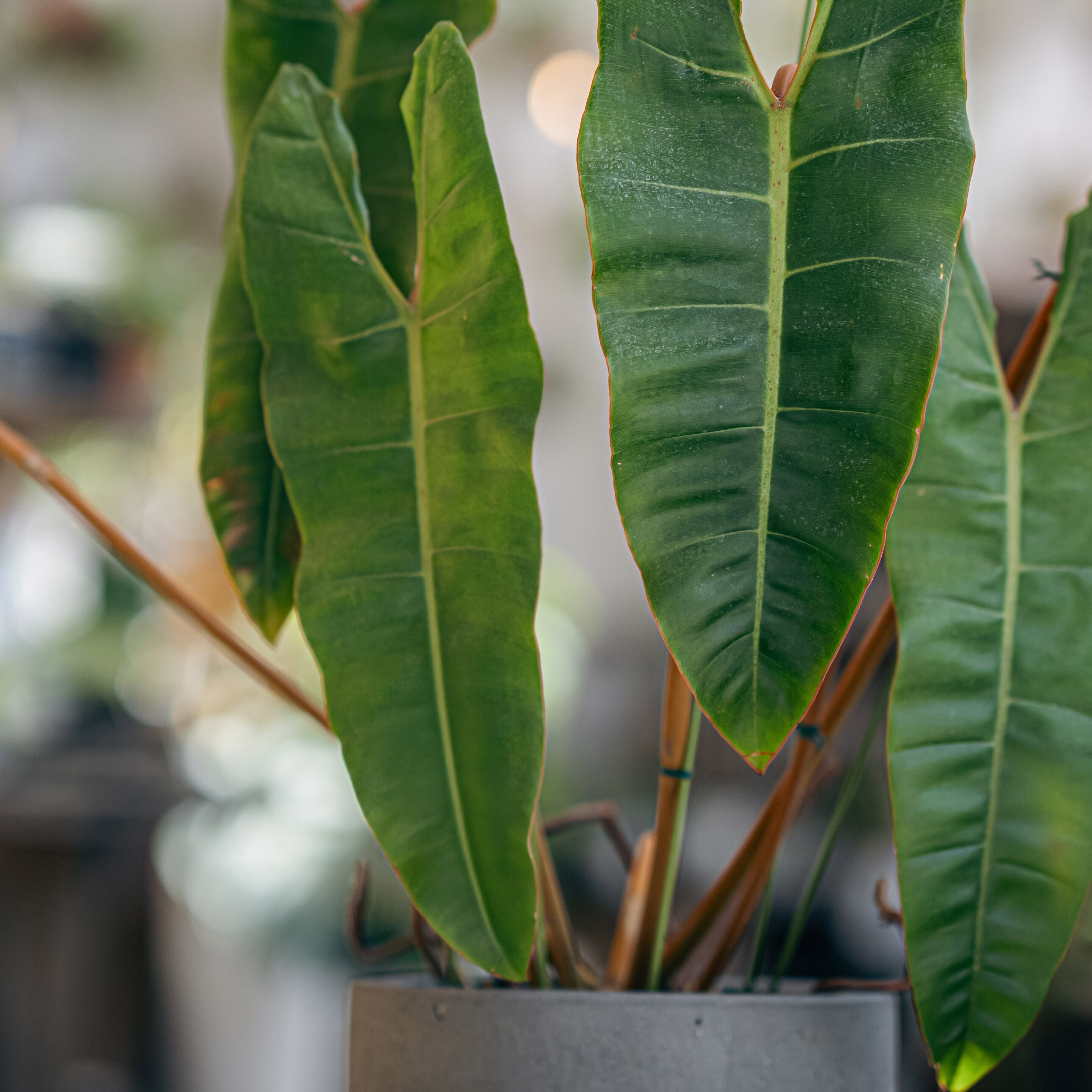 フィロデンドロン・ビリエティアエ（Philodendron billietiae